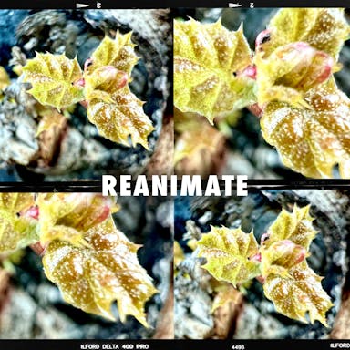 Reanimate album artwork